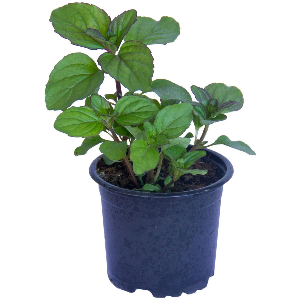 LAS BANDURRIAS - Hierbabuena 10 cm Natural CT12