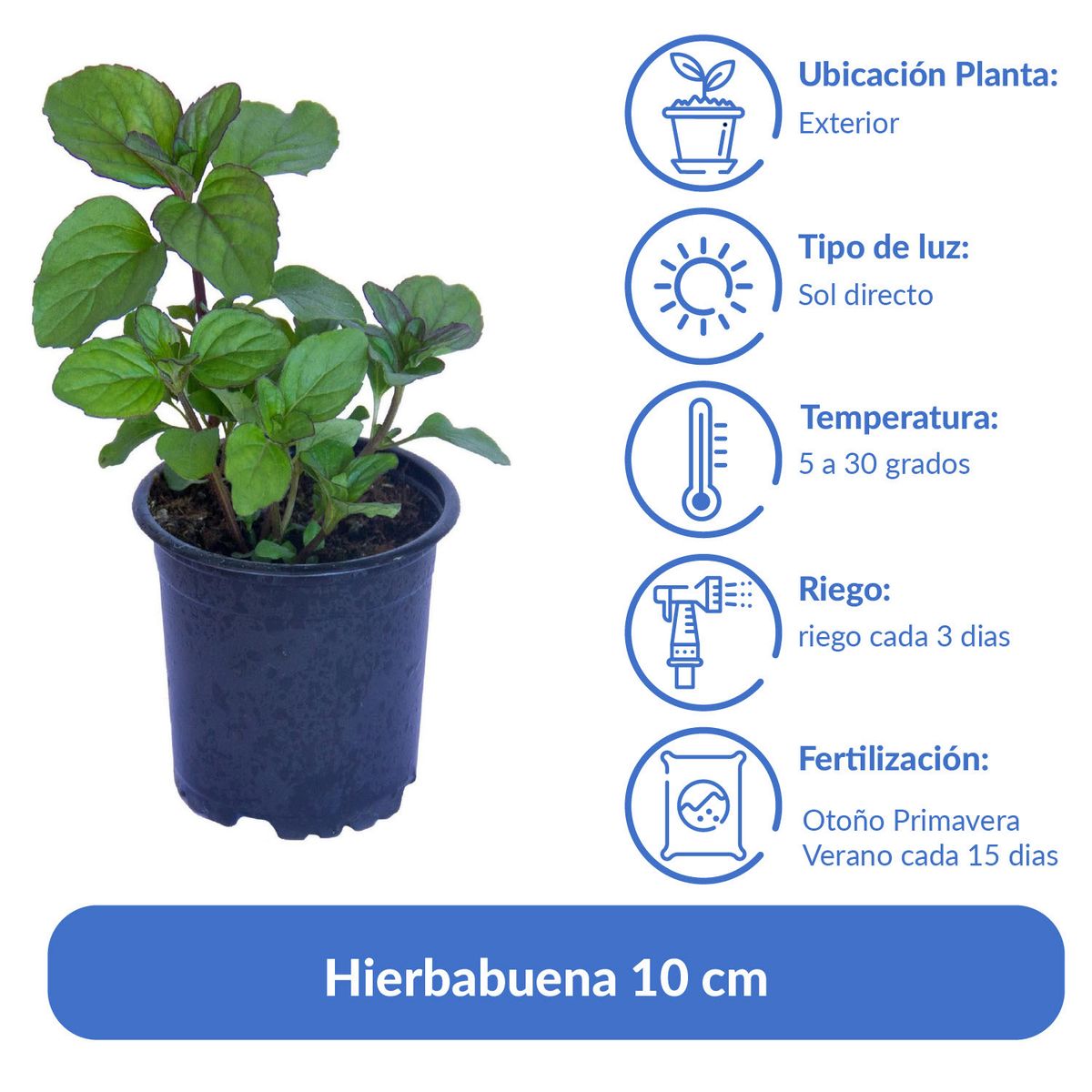 LAS BANDURRIAS - Hierbabuena 10 cm Natural CT12
