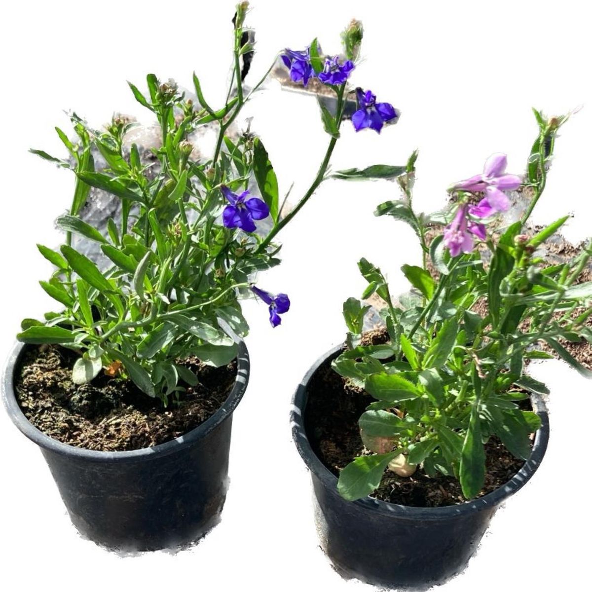 LAS BANDURRIAS - Lobelia 10 cm Natural CT10