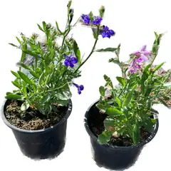LAS BANDURRIAS - Lobelia 10 cm Natural CT10