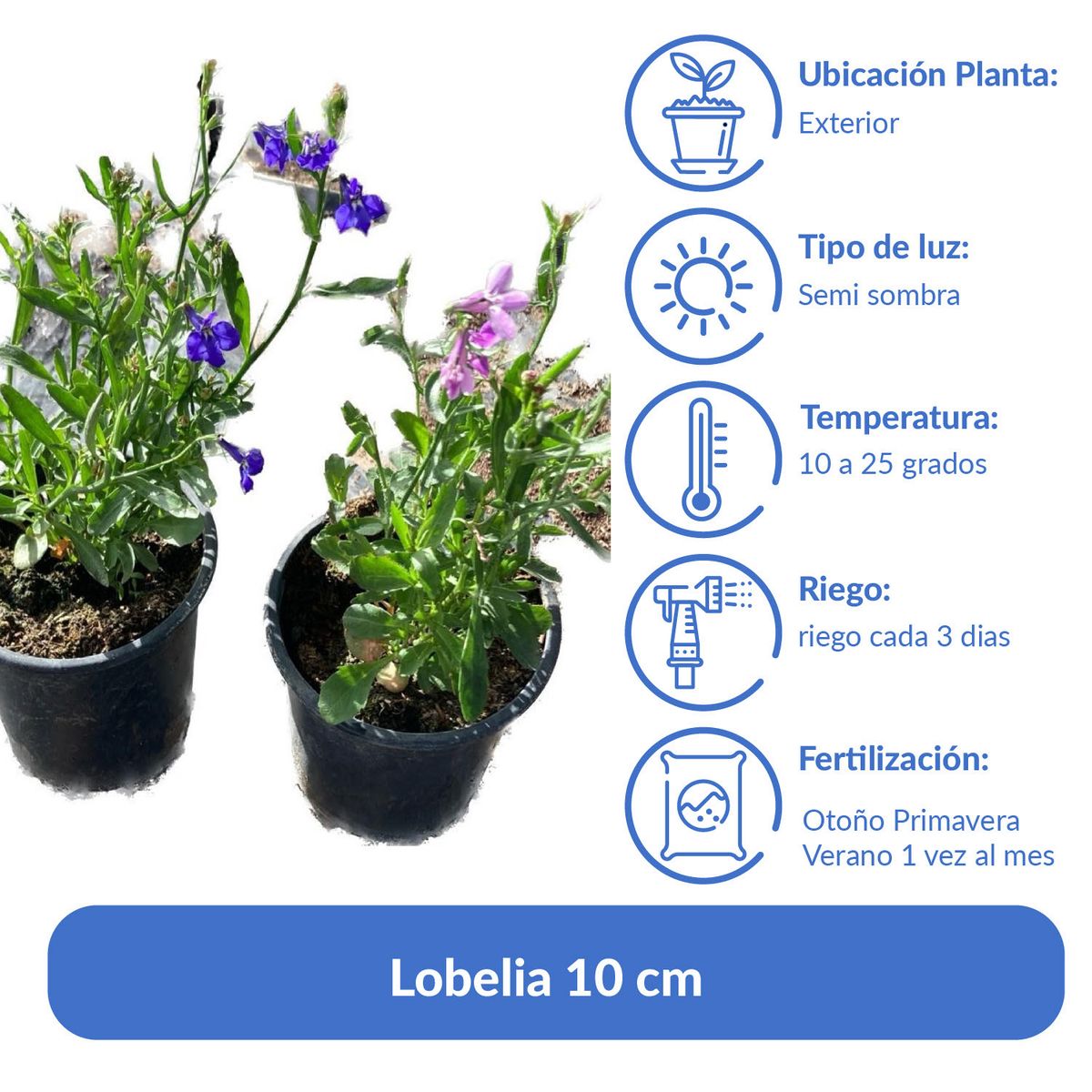 LAS BANDURRIAS - Lobelia 10 cm Natural CT10