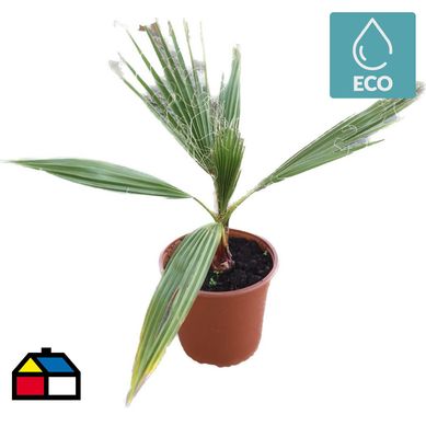 Palmera washingtonia 0,5 m