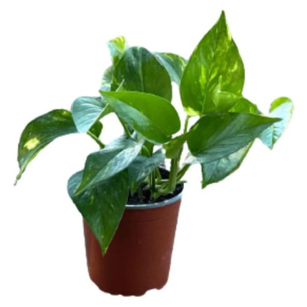 GENERICO - Planta Scindapsus 20 cm Natural CT13