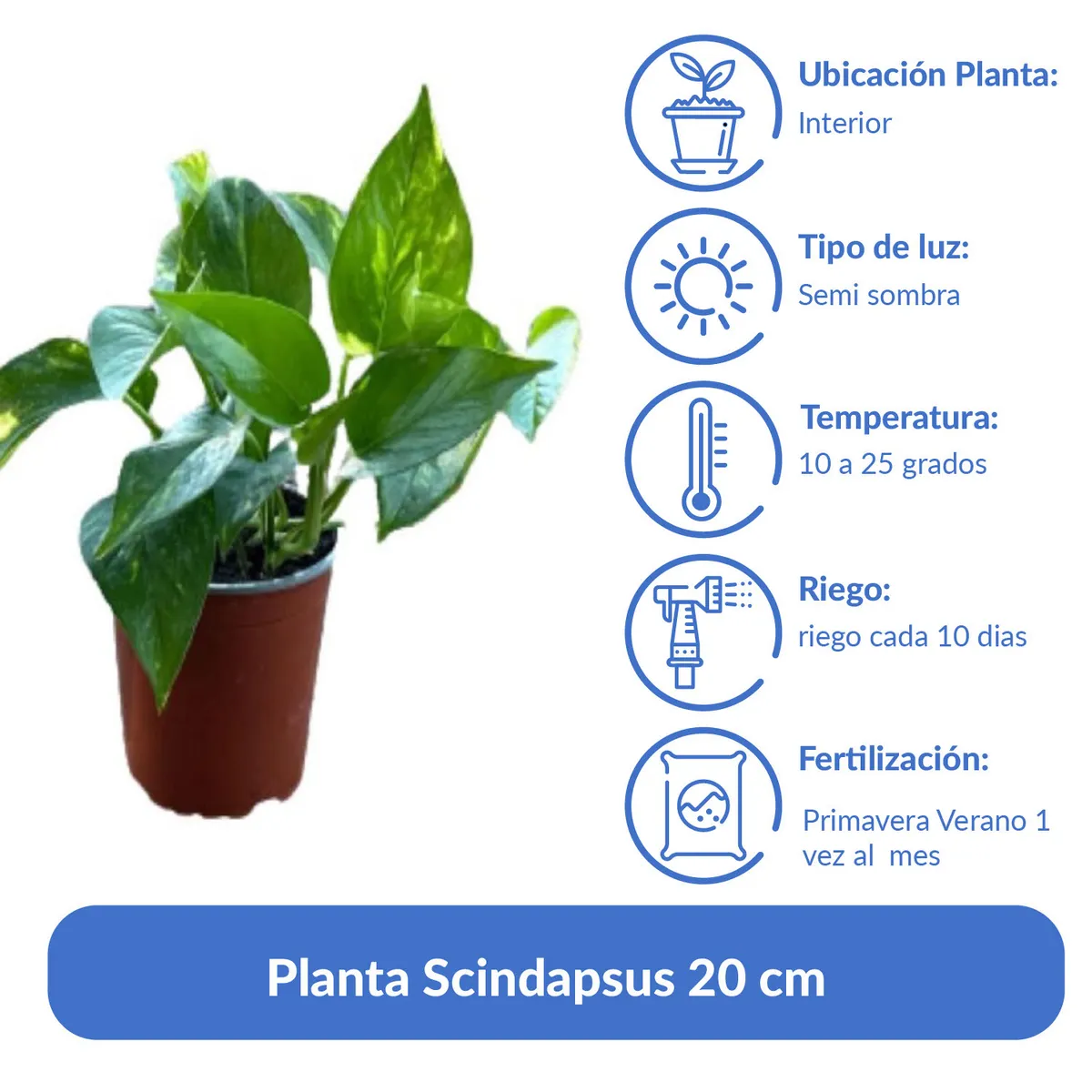 GENERICO - Planta Scindapsus 20 cm Natural CT13