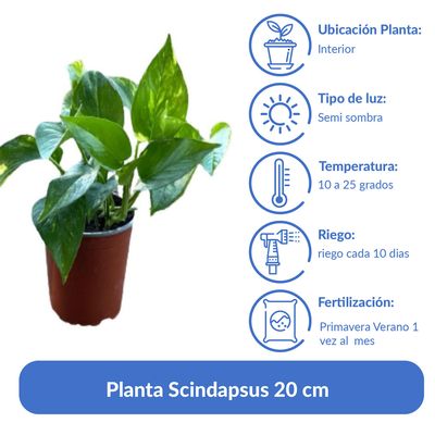 Imagen 2 del producto Planta Scindapsus 20 cm Natural CT13