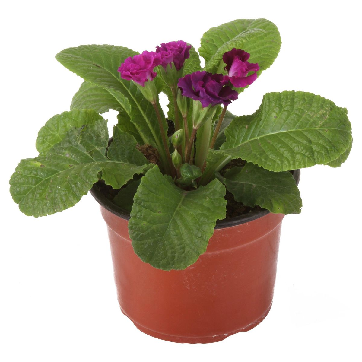 FLORES DE MI TIERRA - Oreja de Oso Primlet 20 cm Natural CT13