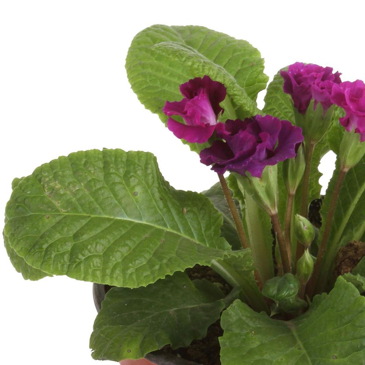 FLORES DE MI TIERRA - Oreja de Oso Primlet 20 cm Natural CT13