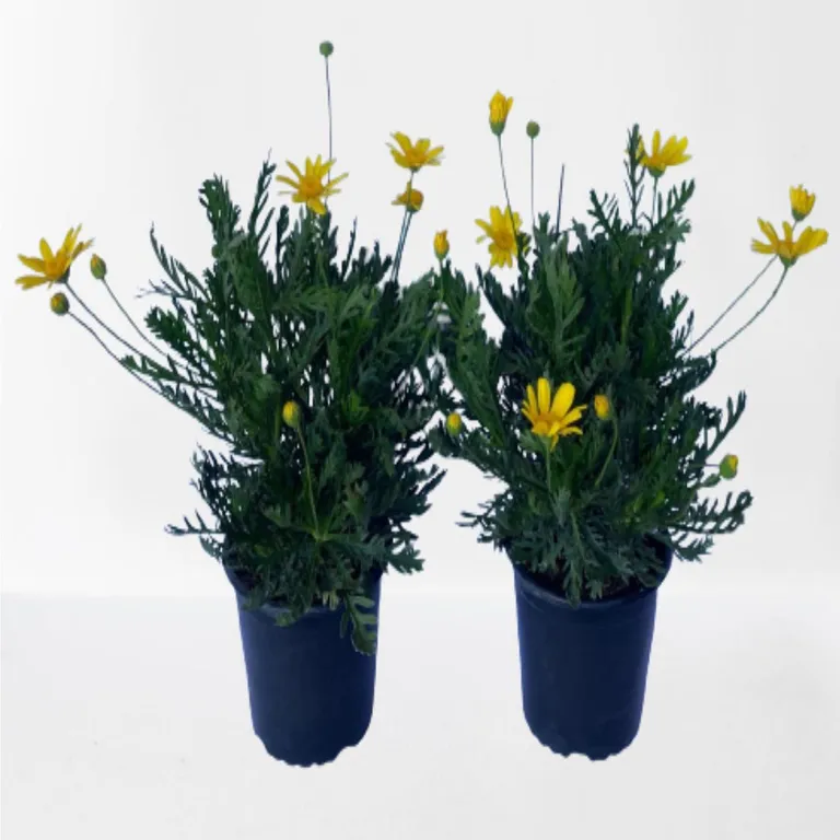 Paquerette Californ 30 cm Natural CT15