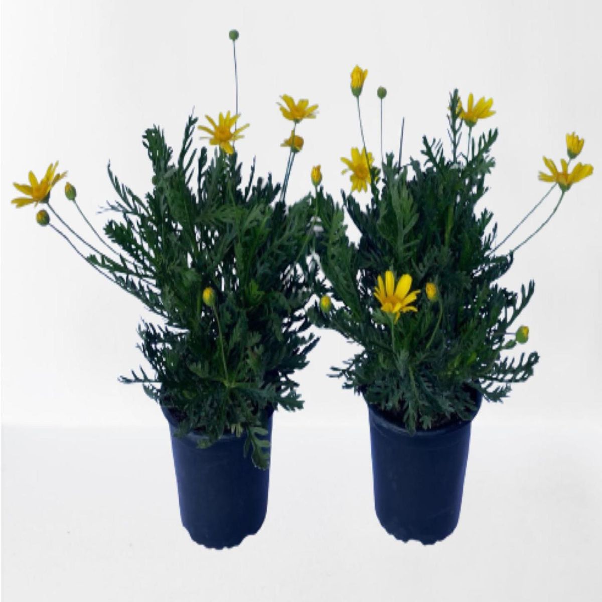 LAS BANDURRIAS - Paquerette Californ 30 cm Natural CT15