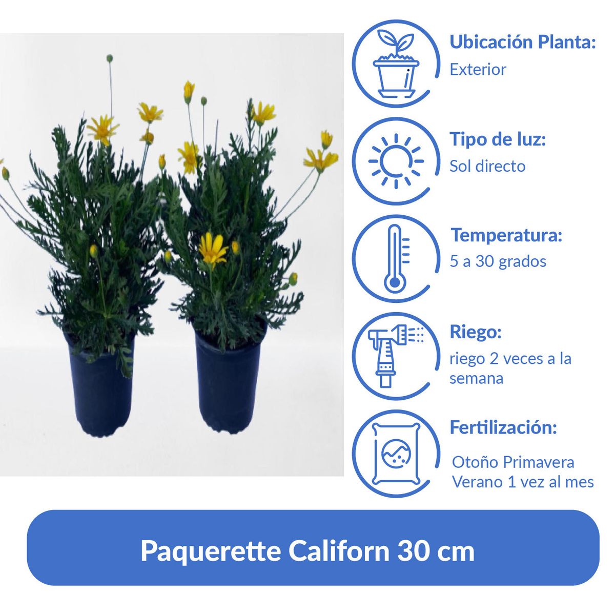 LAS BANDURRIAS - Paquerette Californ 30 cm Natural CT15