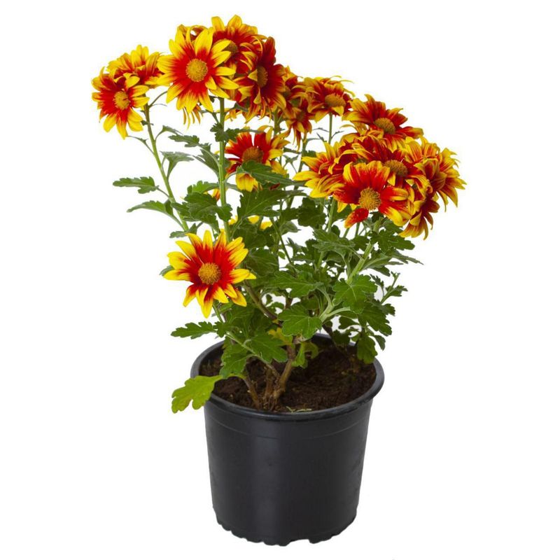 VIVEROS HIJUELAS - Crisantemo 20 cm Natural CT14