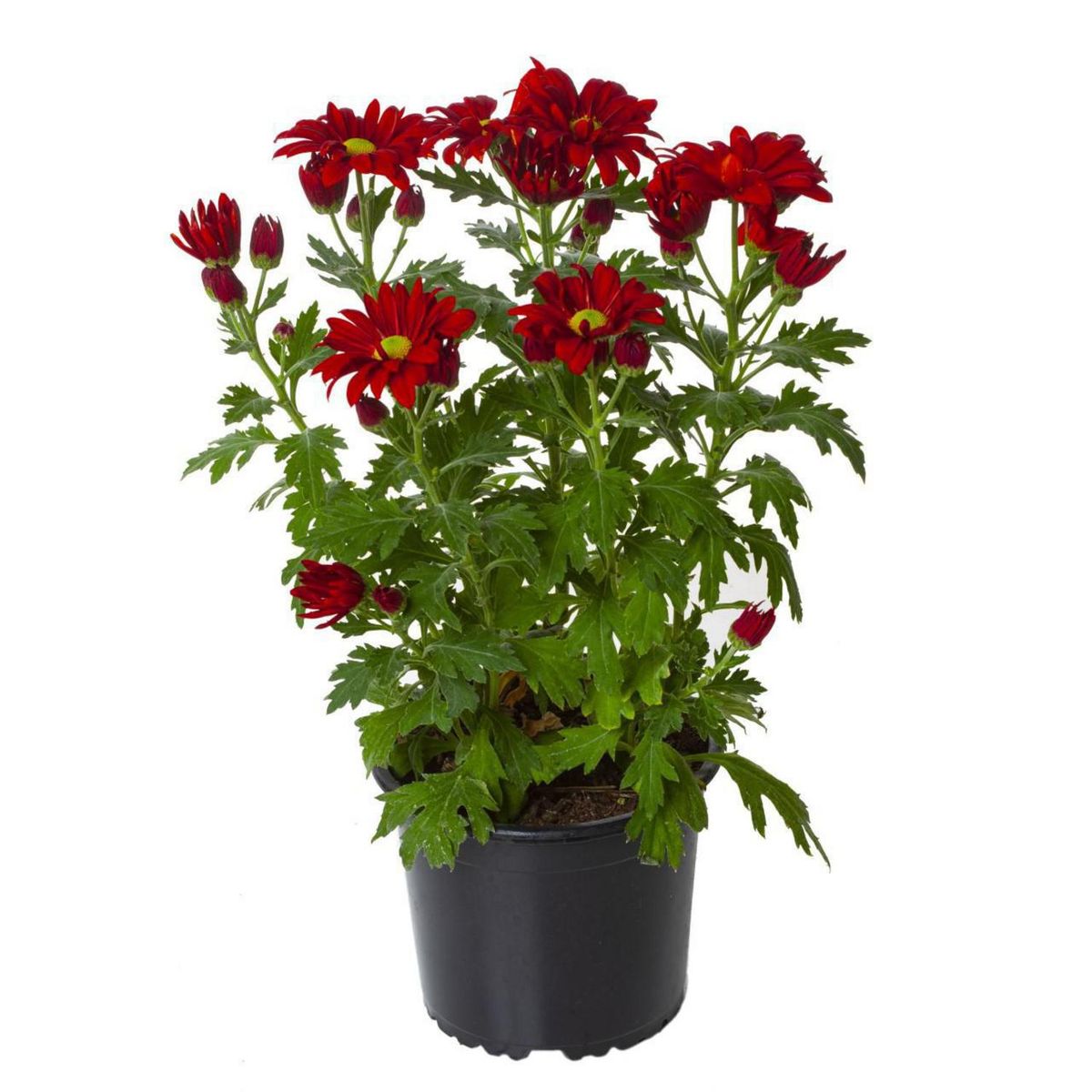 VIVEROS HIJUELAS - Crisantemo Colores 20 cm Natural CT14