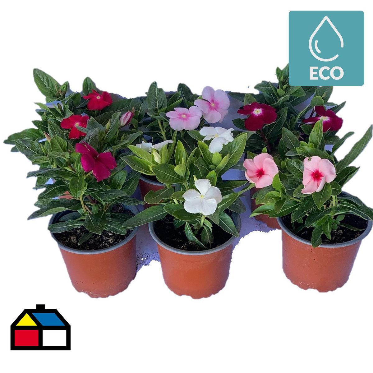 LAS BANDURRIAS - Vinca Titan Colores 10 cm Natural CT13