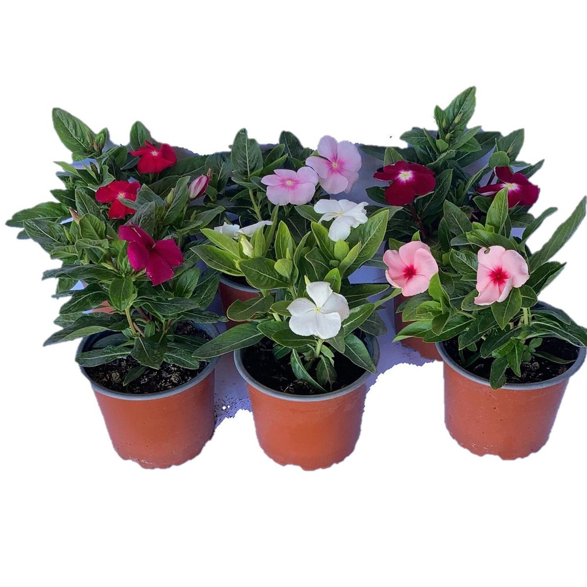 LAS BANDURRIAS - Vinca Titan Colores 10 cm Natural CT13