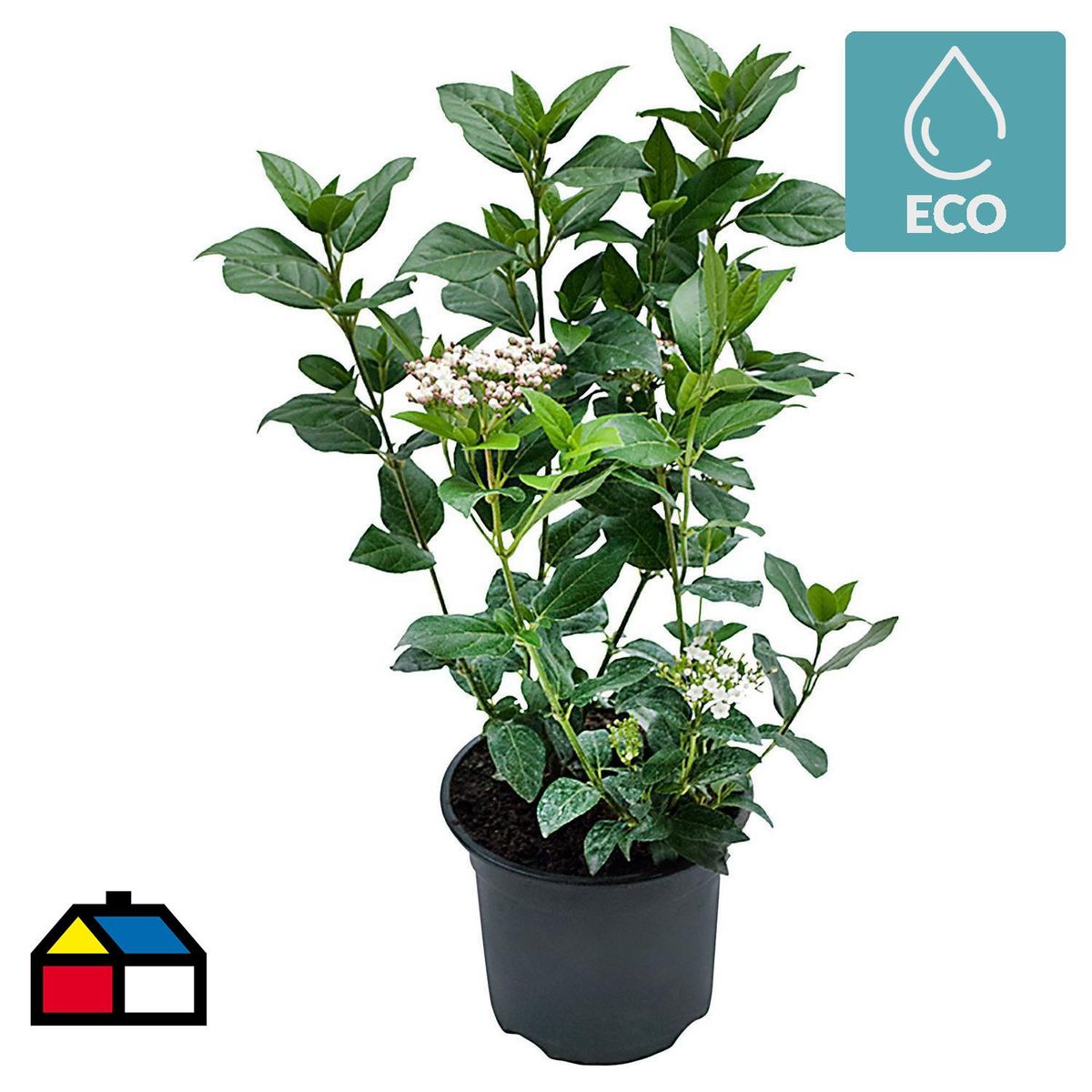 LAS BANDURRIAS - Laurentina 0,40 m