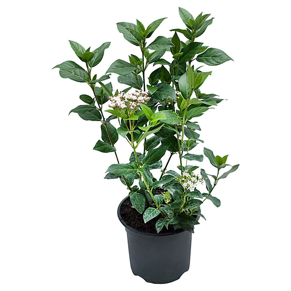 LAS BANDURRIAS - Laurentina 0,40 m