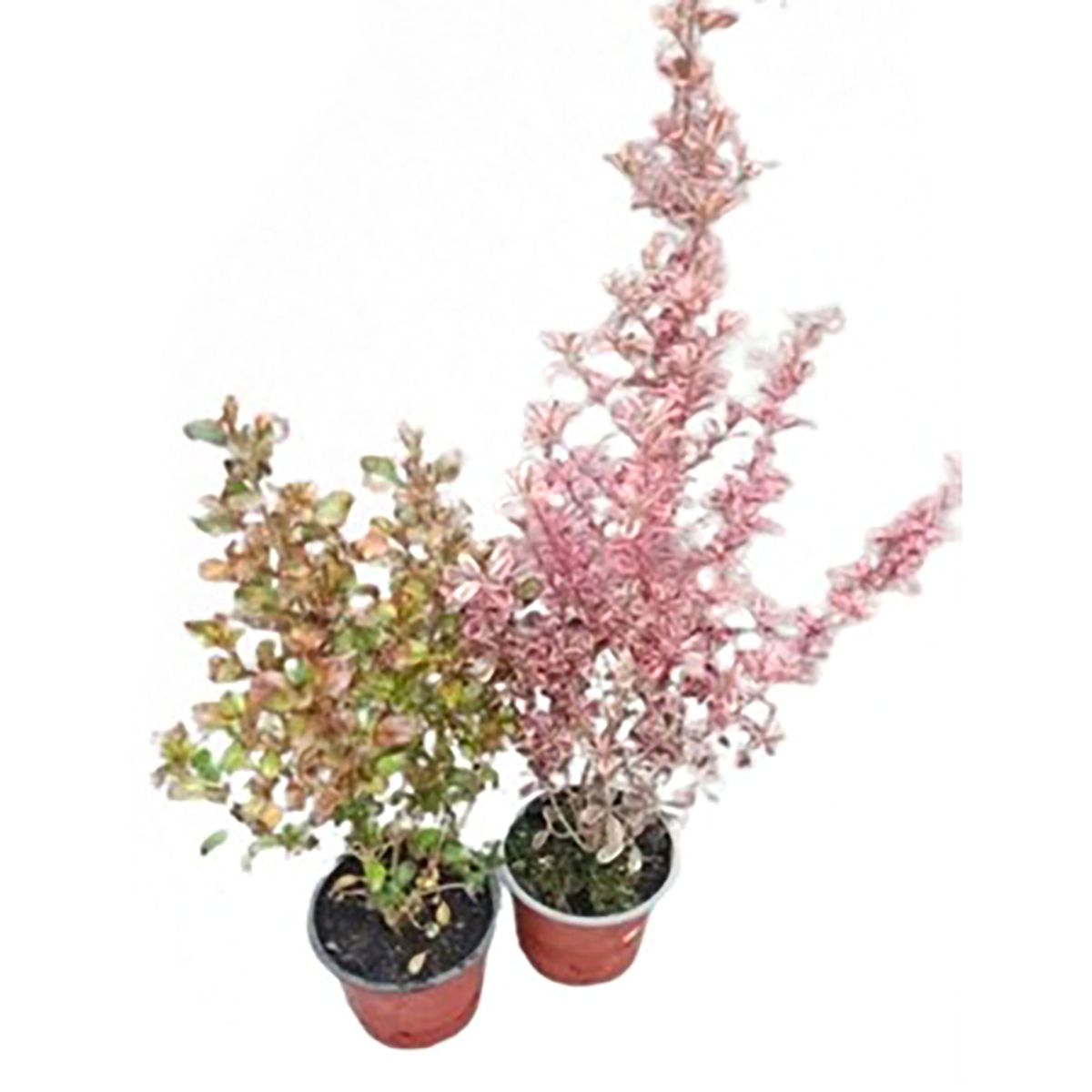 GENERICO - Planta Coprosma Colores Natural 0.3 m