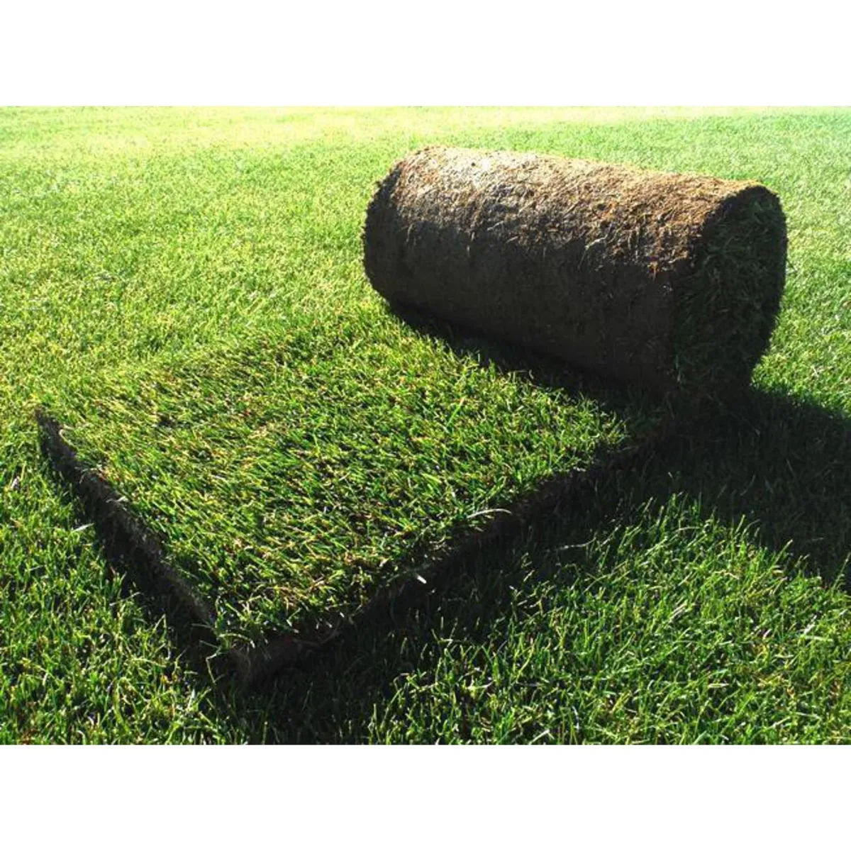 GENERICO - Palmeta Pasto Premium 1 M2 Aprox