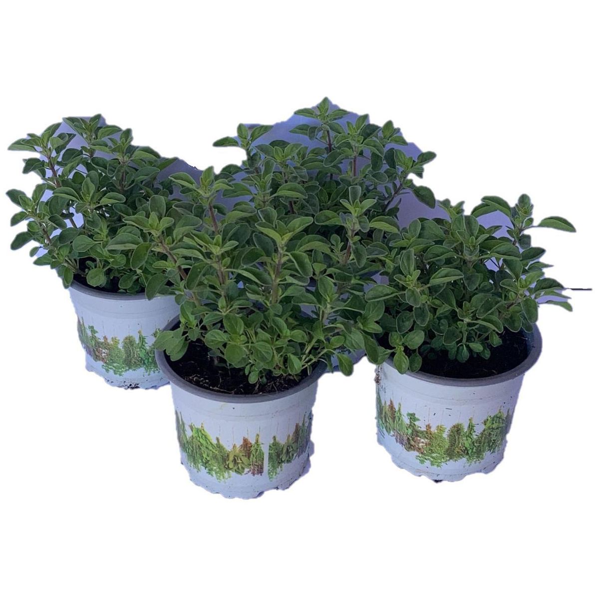 LAS BANDURRIAS - Oregano 10 cm Natural CT10