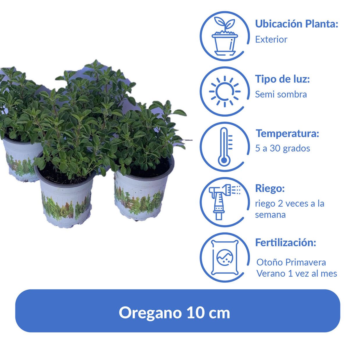 LAS BANDURRIAS - Oregano 10 cm Natural CT10