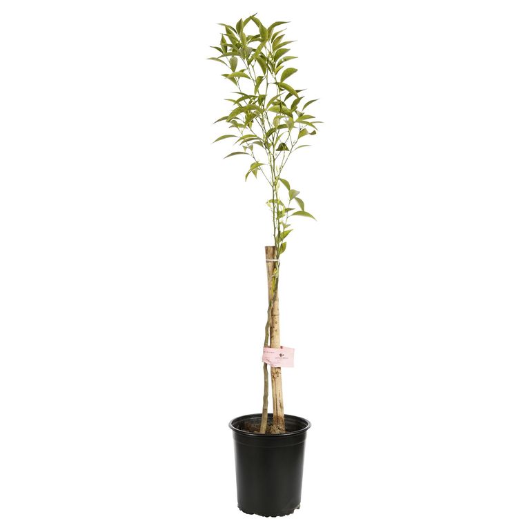 Árbol Mandarino Natural