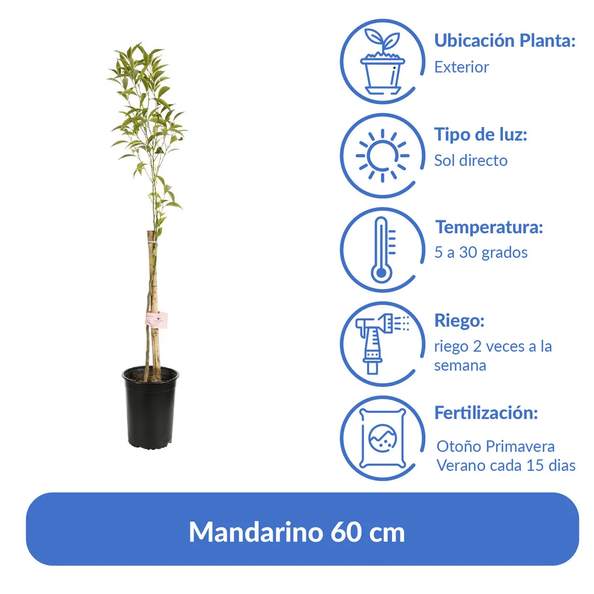 LAS BANDURRIAS - Árbol Mandarino Natural 