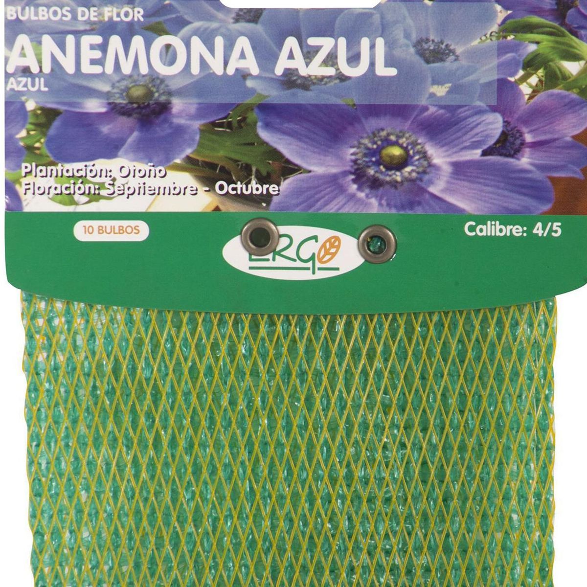 ERGO - Bulbo anémona 10 unidades azul