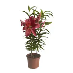 VIVEROS HIJUELAS - Lilium Oriental x 3 30 cm Natural CT14
