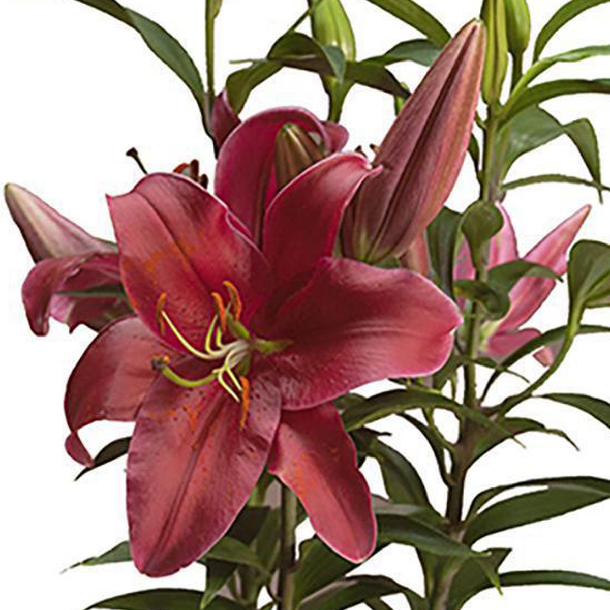 VIVEROS HIJUELAS - Lilium Oriental x 3 30 cm Natural CT14