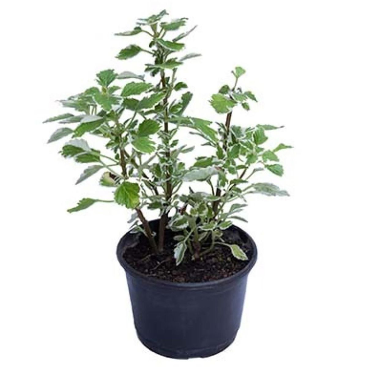 LAS BANDURRIAS - Incienso 10 cm Natural CT15