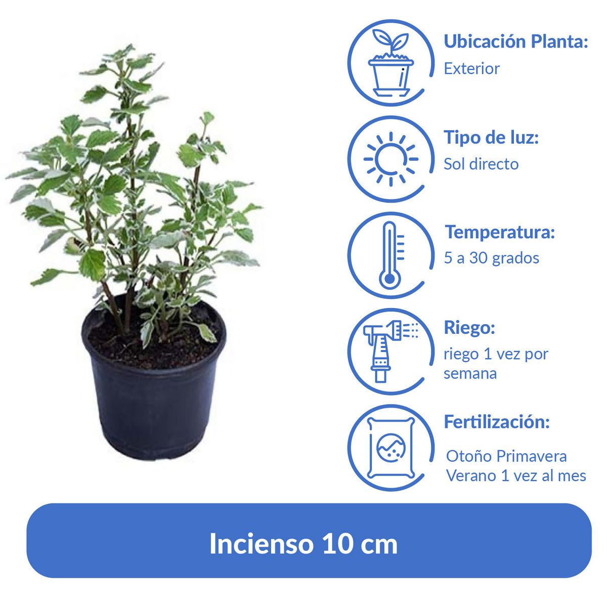 LAS BANDURRIAS - Incienso 10 cm Natural CT15