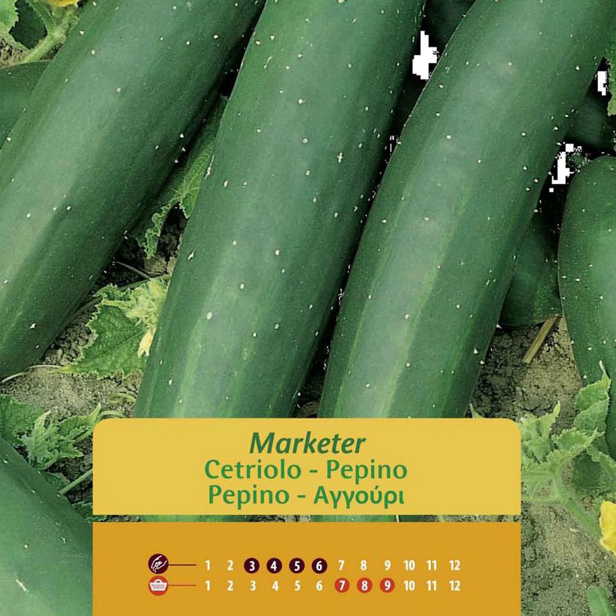 VILMORIN - Semilla Pepino Marketer 3 gr Sachet