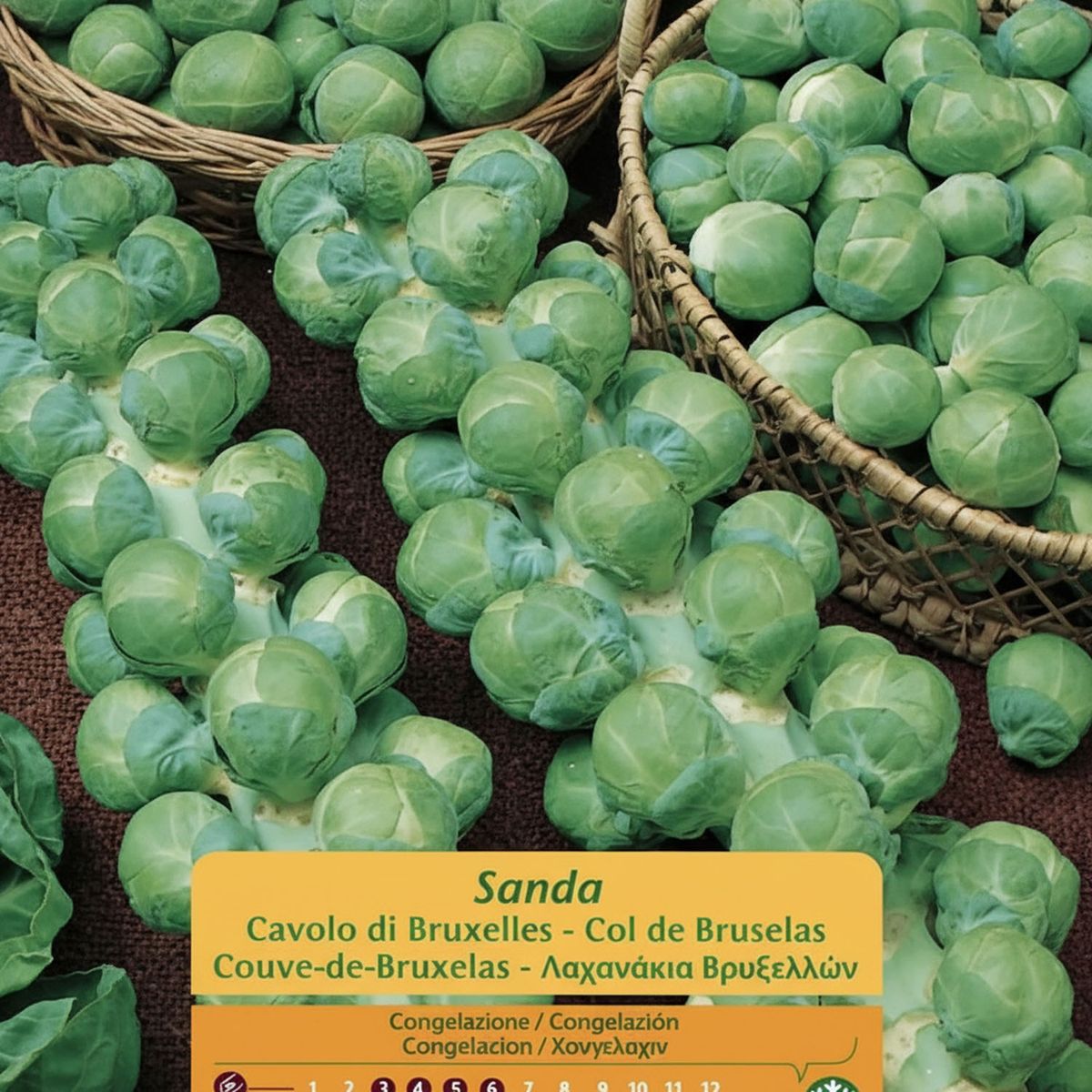 VILMORIN - Semilla Hortaliza Repollo Bruselas 1 gr Sachet