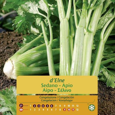 Imagen 2 del producto Semilla Apio Gigante Romagna 2 gr Sachet