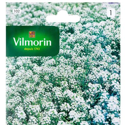 Imagen 2 del producto Semilla Flor Aliso Blanco 1 gr Sachet