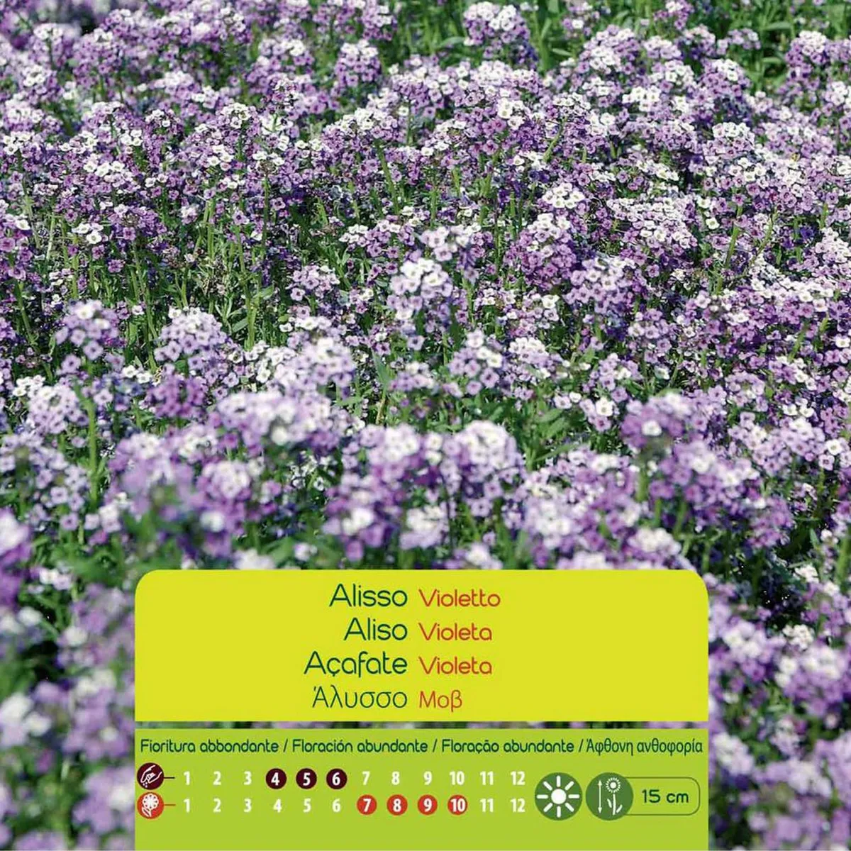 VILMORIN - Semilla Flor Aliso Violeta 0.6 gr Sachet