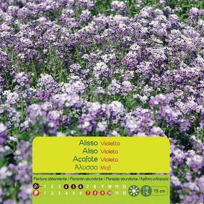 Imagen 2 del producto Semilla Flor Aliso Violeta 0.6 gr Sachet