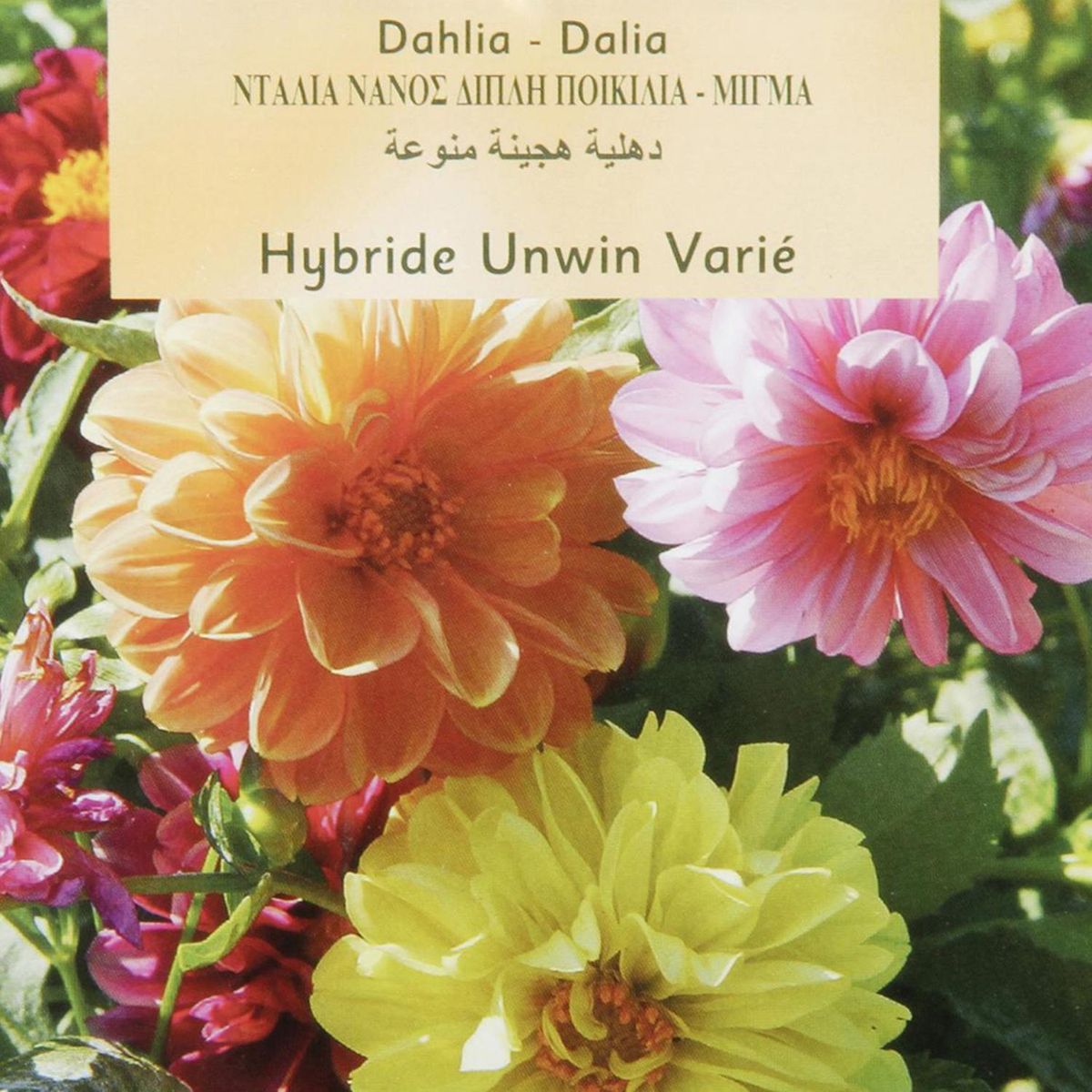 VILMORIN - Semilla Flor Dalia Enana 5 gr Sachet