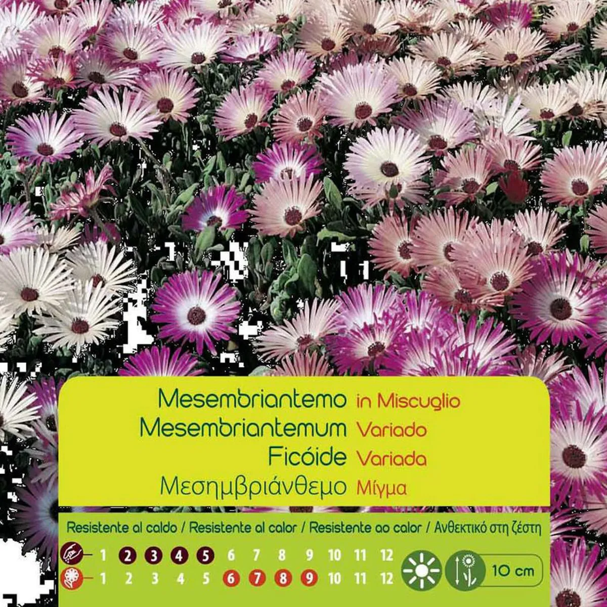VILMORIN - Semilla Flor Tapete Mágico 1 gr Sachet