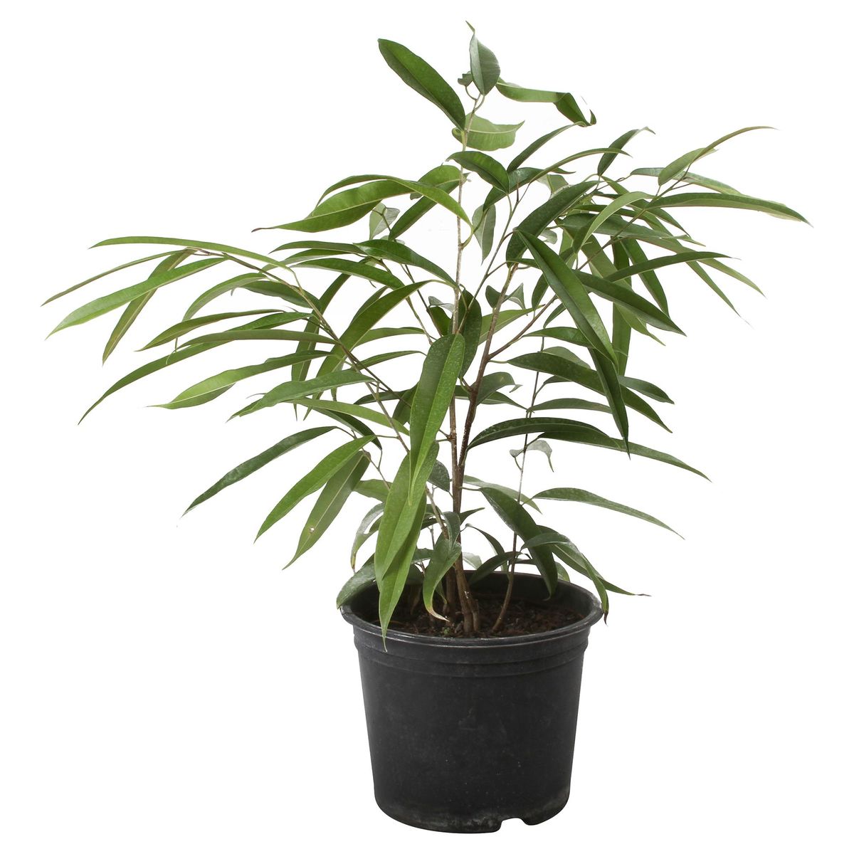 VIVEROS HIJUELAS - Ficus Alli 70 cm Natural CT24