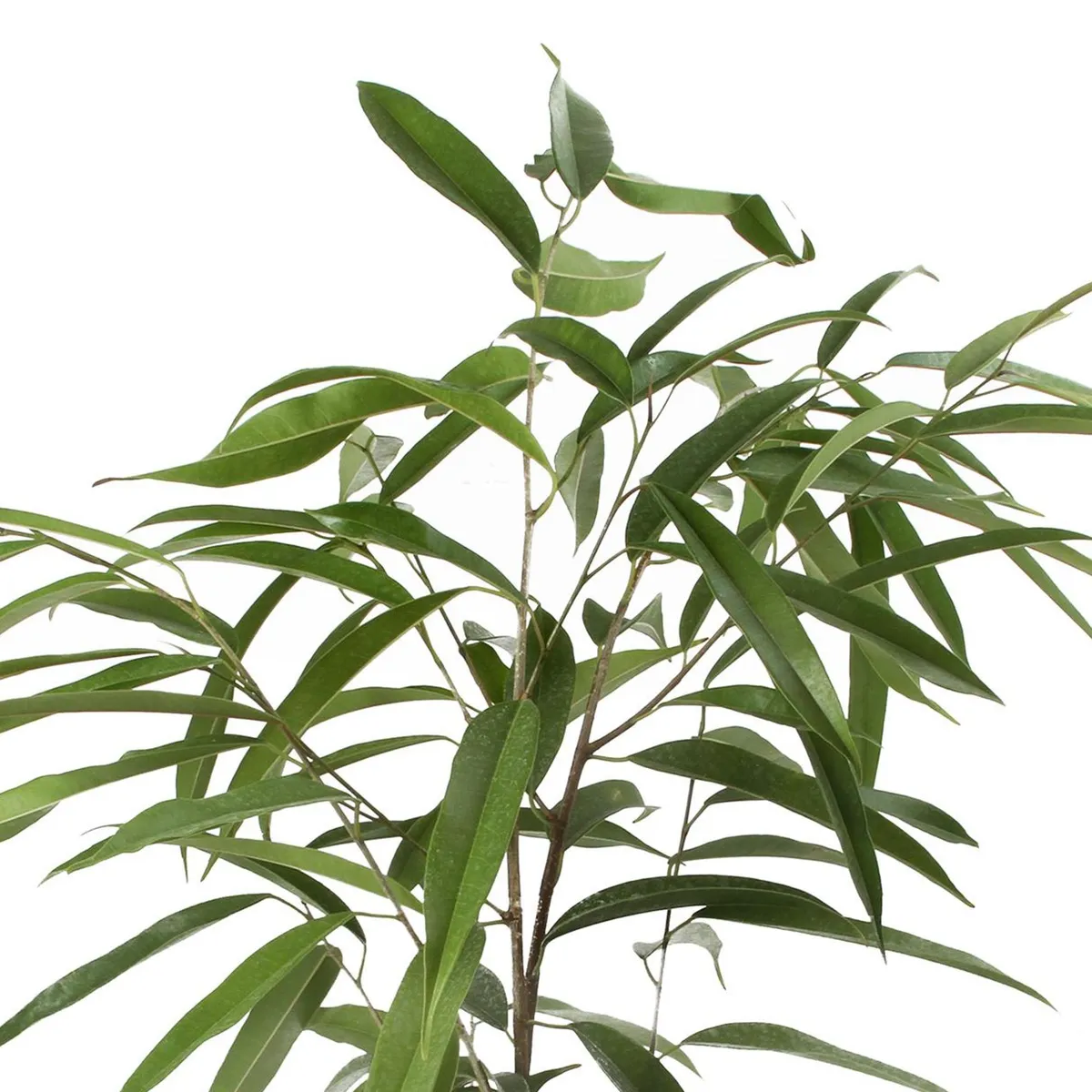 VIVEROS HIJUELAS - Ficus Alli 70 cm Natural CT24