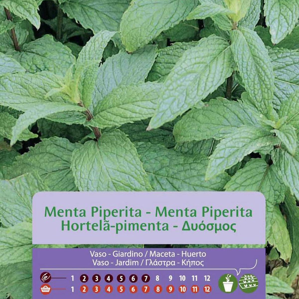 VILMORIN - Semilla Menta Piperita 0.3 gr Sachet