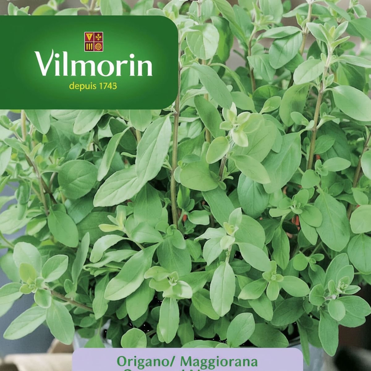 VILMORIN - Semilla Orégano 5 gr Sachet