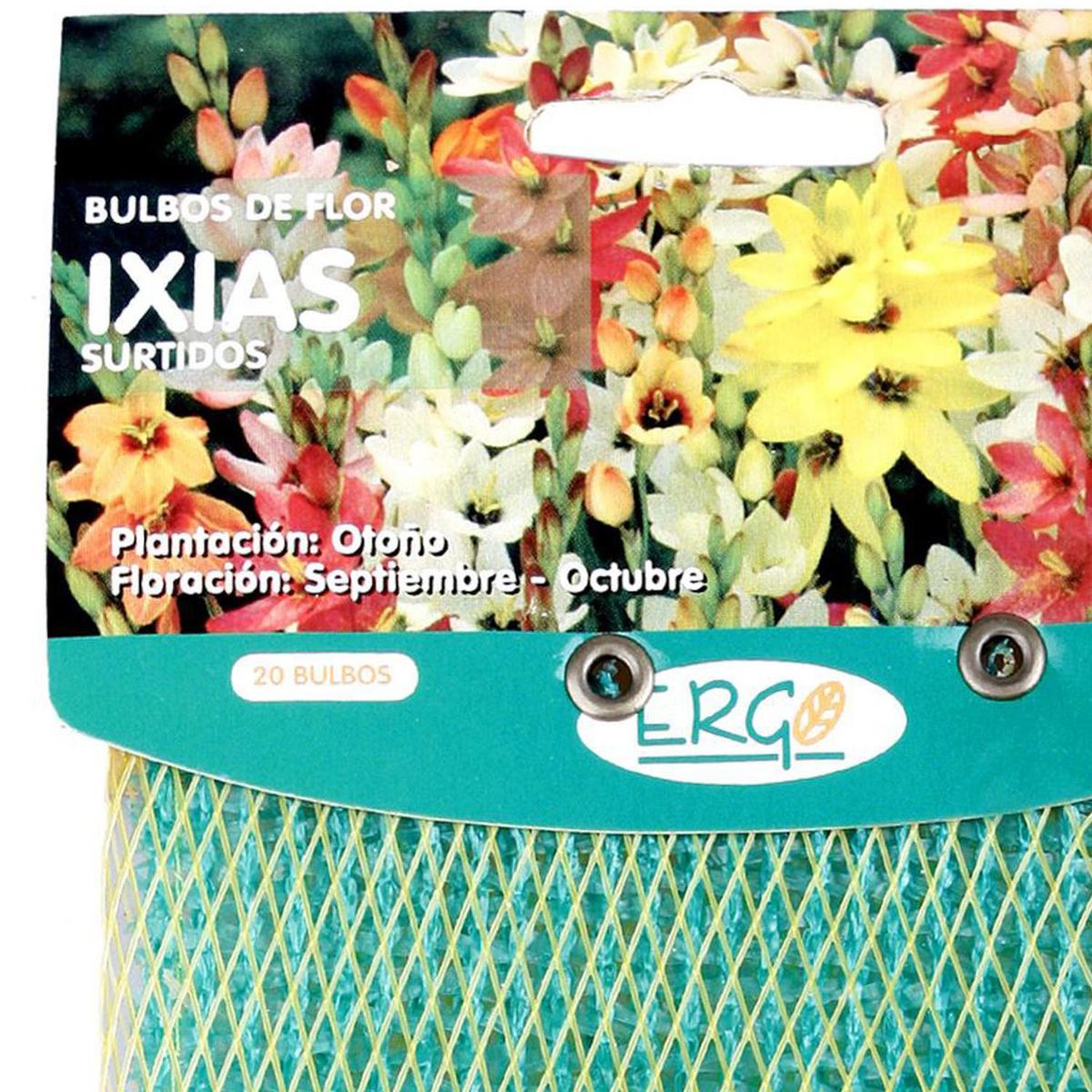 ERGO - Bulbo Ixia 20 unidades
