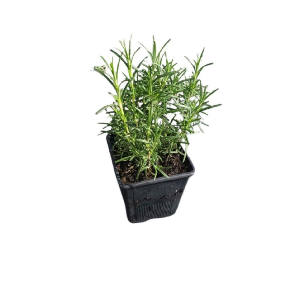 LAS BANDURRIAS - Romero 15 cm Natural CT11