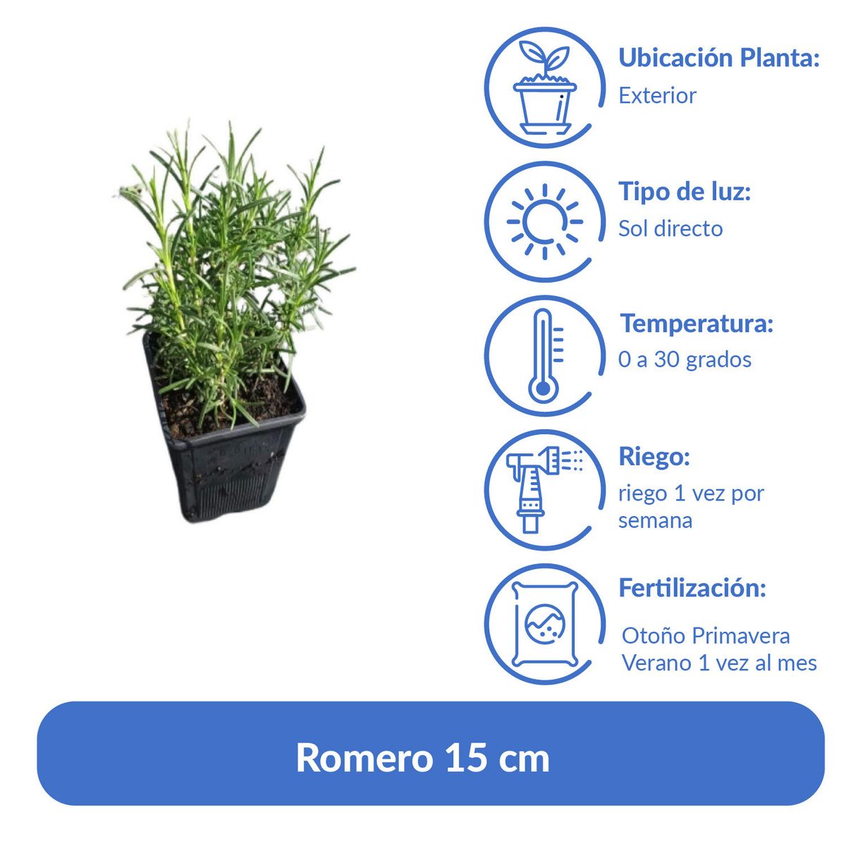 LAS BANDURRIAS - Romero 15 cm Natural CT11