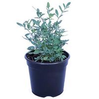 Ruda 10 cm Natural CT12