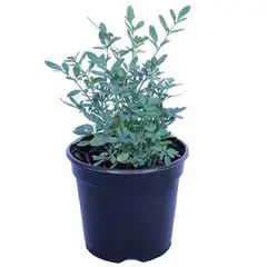 LAS BANDURRIAS - Ruda 10 cm Natural CT12