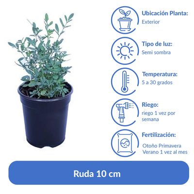 Imagen 2 del producto Ruda 10 cm Natural CT12