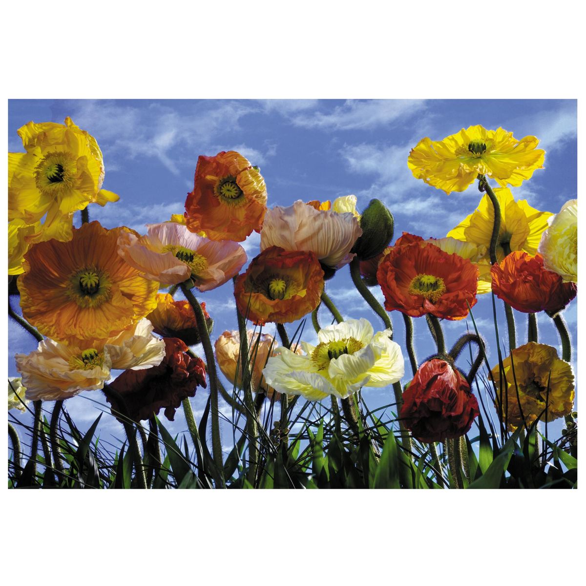 MURESCO - Papel Fotomural 8 Paneles Poppy 8257 9,34 m2